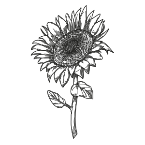 Girasole